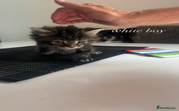 Mixed Breed cats for sale: beautiful, fluffy, tabby litter of 6 kittens - Image 9