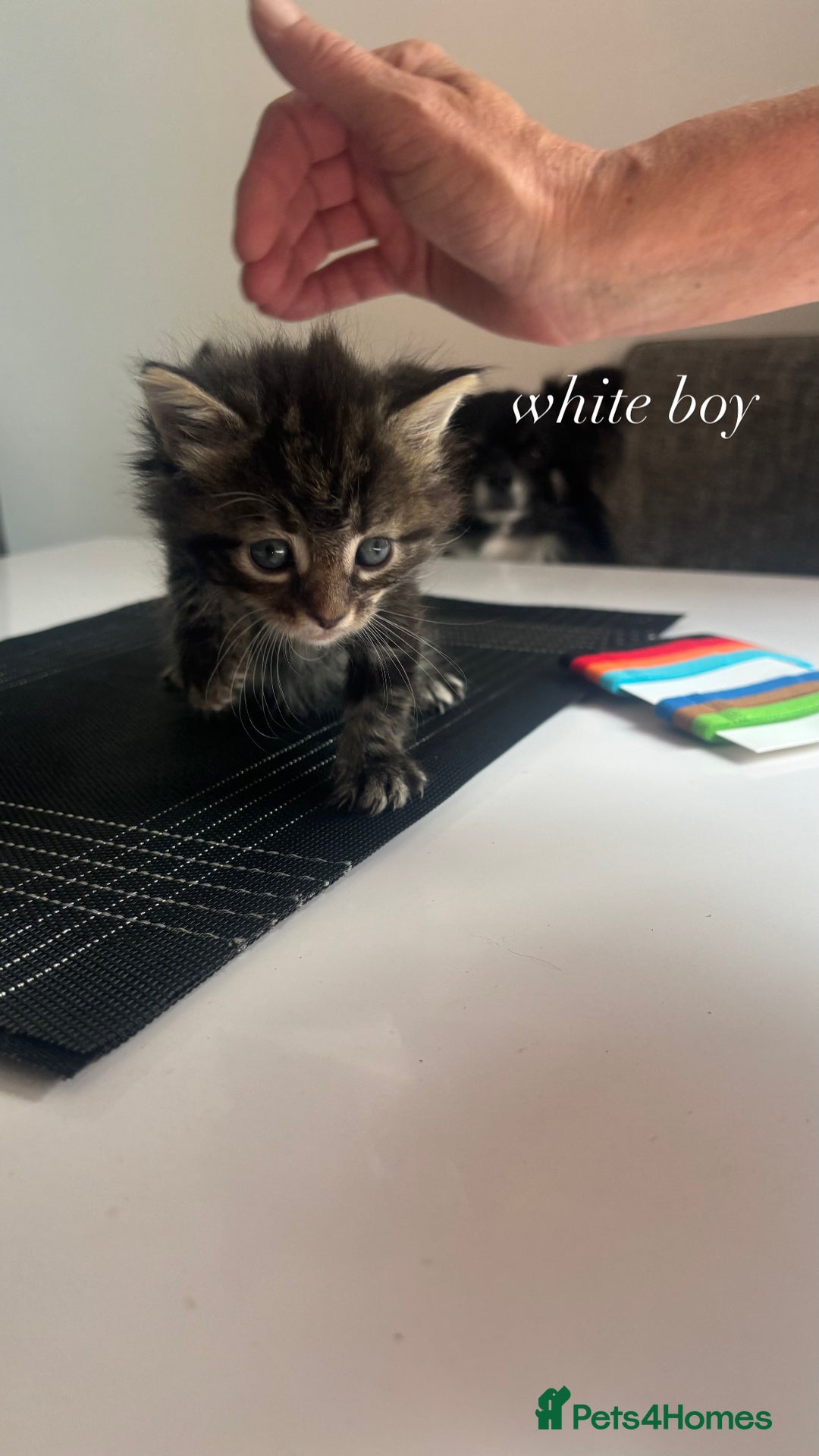 Mixed Breed cats for sale: beautiful, fluffy, tabby litter of 6 kittens - Image 9