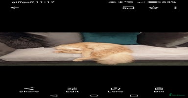 Norwegian Forest Cat cats - Advert 4
