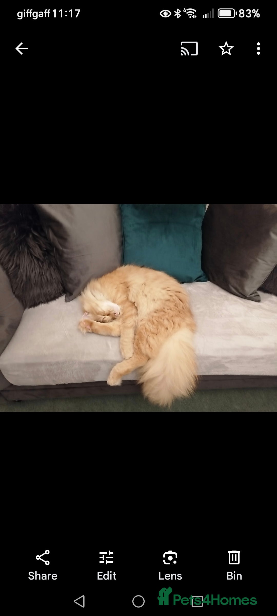 Norwegian Forest Cat cats for sale: Stunning Norwegian Forest Cat - Image 3