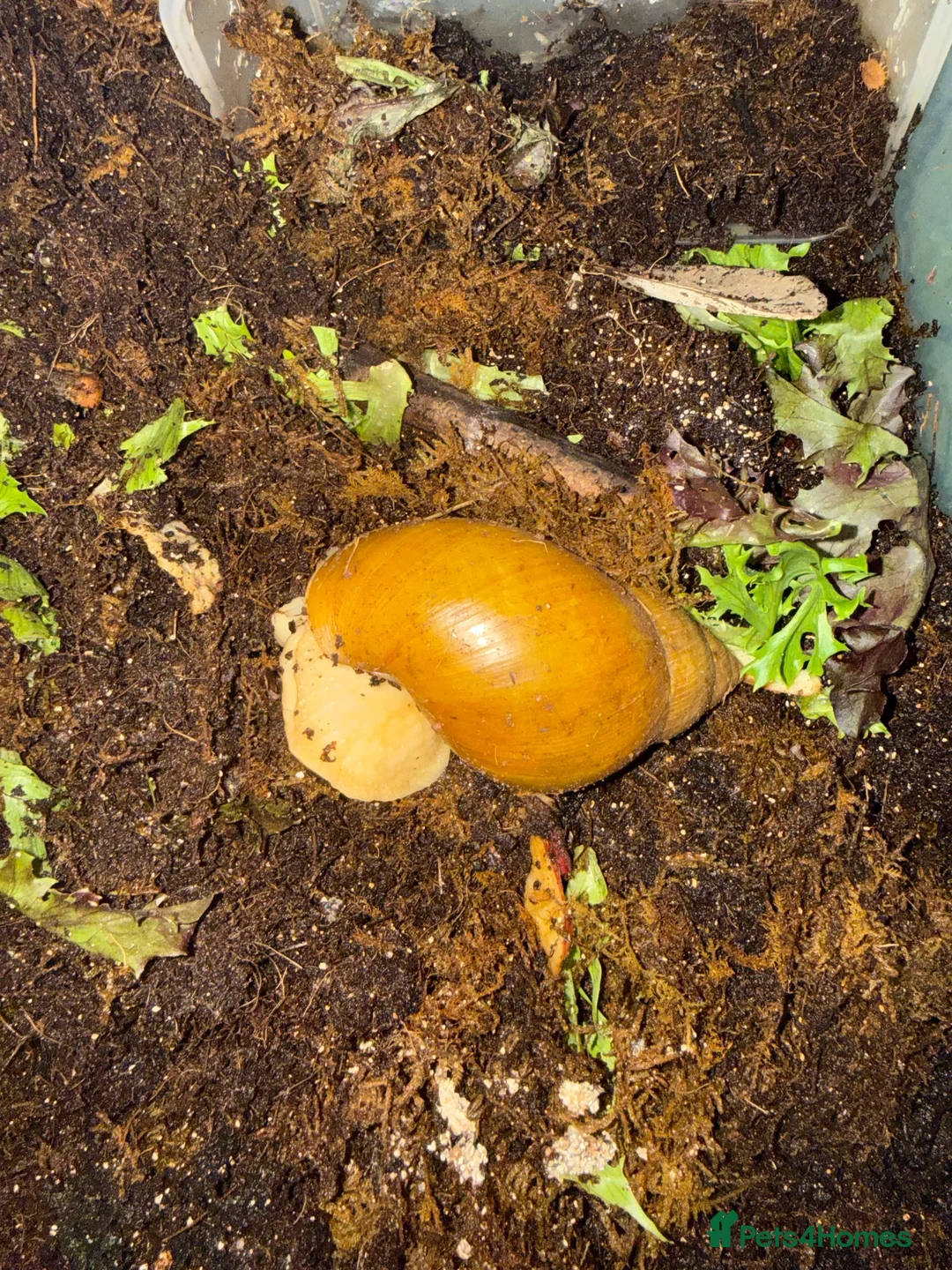 Snails invertebrates for sale: Giant African land snails  - Advert 2