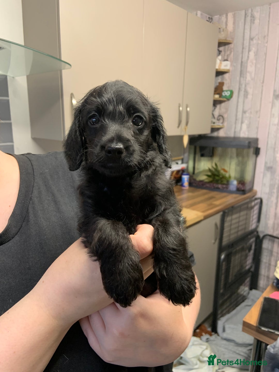 Doxiepoo dogs for sale: Gorgeous Doxipoo puppies  - Image 5
