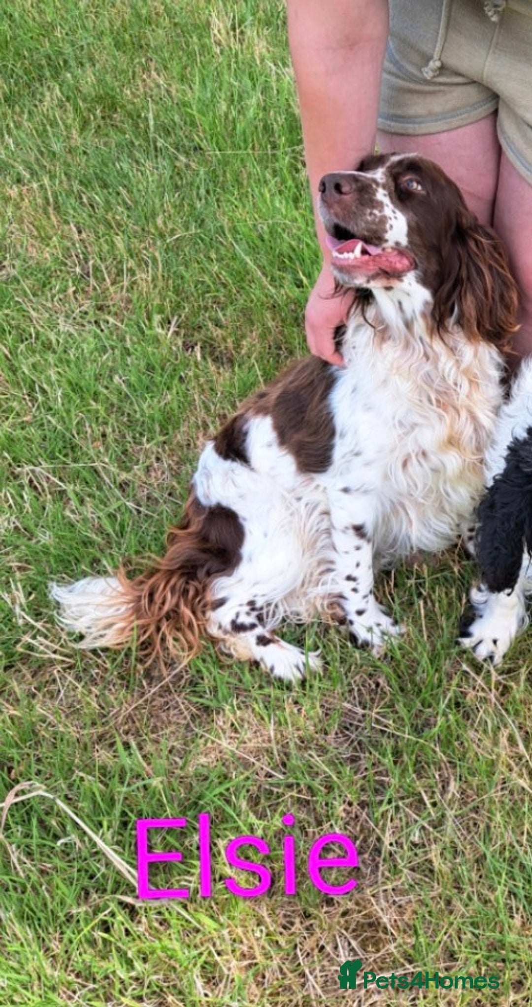 English Springer Spaniel dogs for sale: Beautiful KC Show Line ESS Puppies - Advert 13