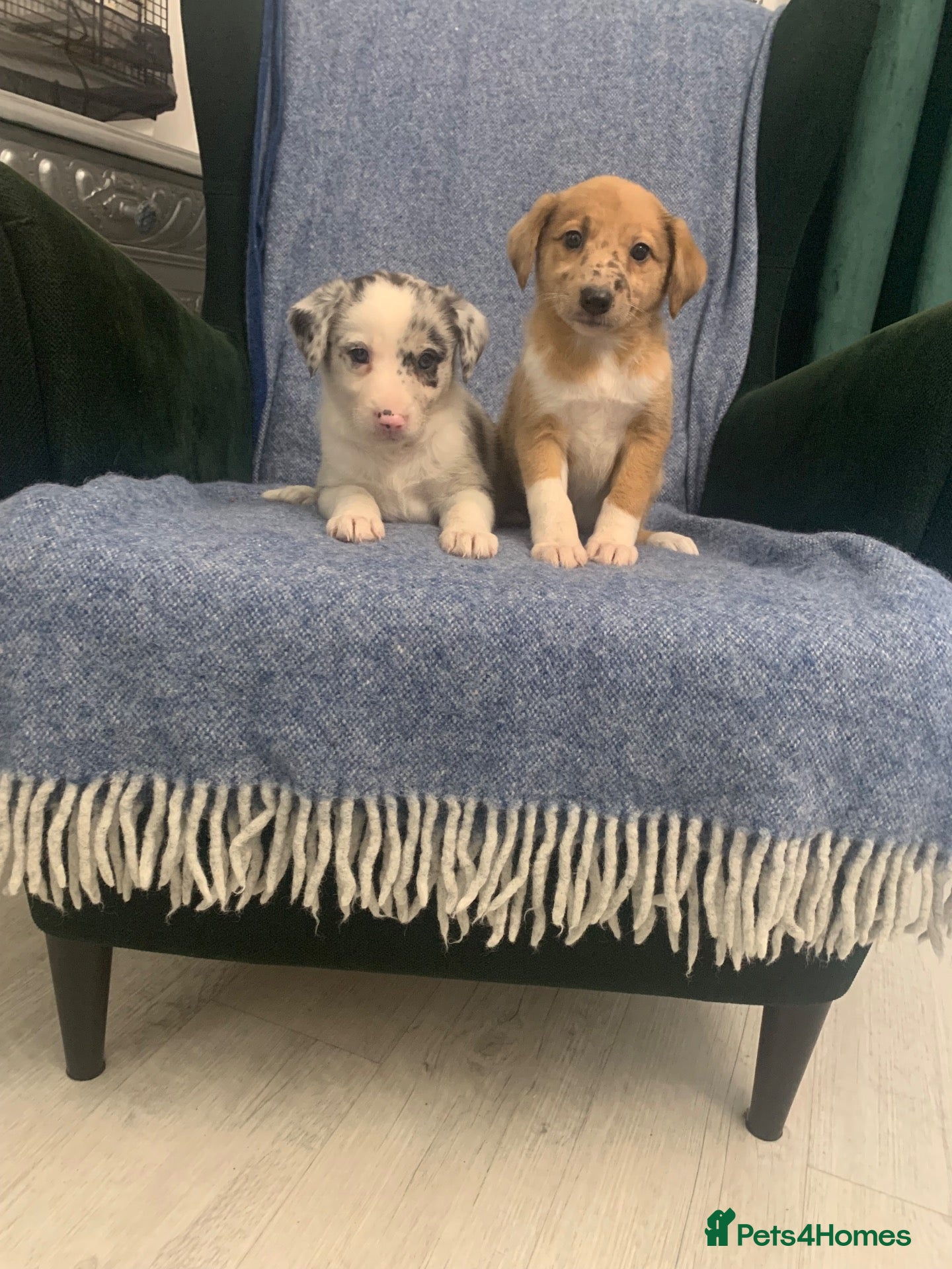 Mixed Breed dogs Blue Merle Border Collie x Lurcher Puppies  - Advert 9