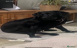 Labrador Retriever dogs for sale: Beautiful Labrador puppies  - Image 1