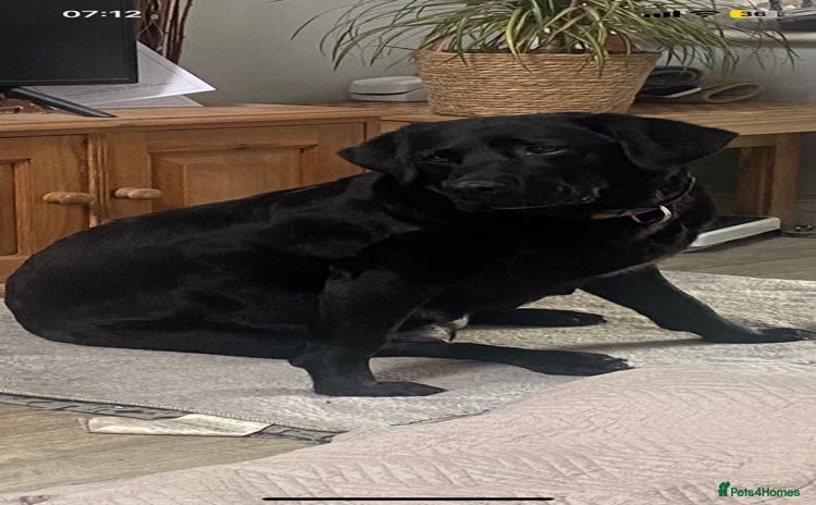 Labrador Retriever dogs - Advert 4