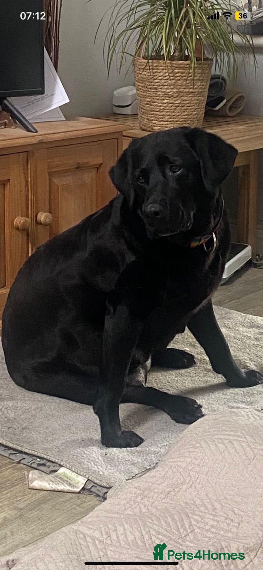 Labrador Retriever dogs for sale: Beautiful Labrador puppies  - Image 1