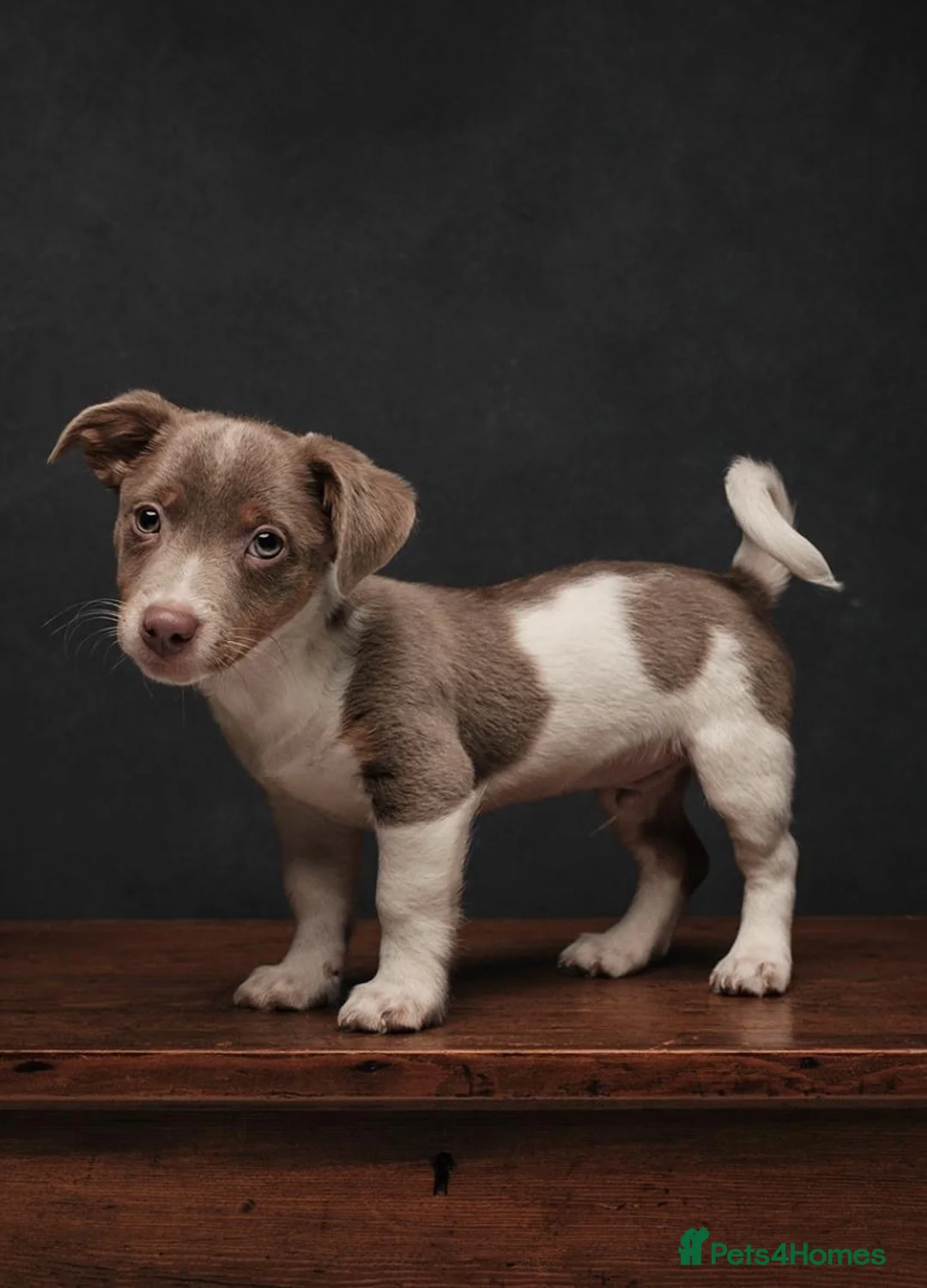 Jack Russell dogs for stud: DONJACKS RANGER - imported lilac & tan stud dog in Doncaster - Advert 24