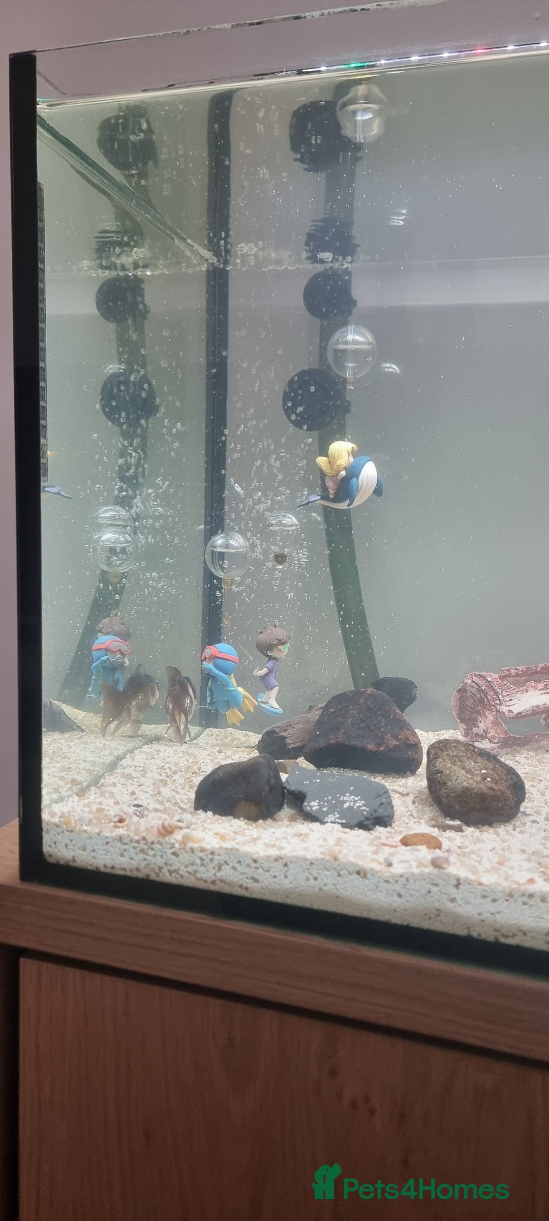 Barbs fish for sale: Fish tanka with evrthing for seal  - Advert 3