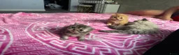 Persian cats for sale: Persian fluffy kittens - Advert 5