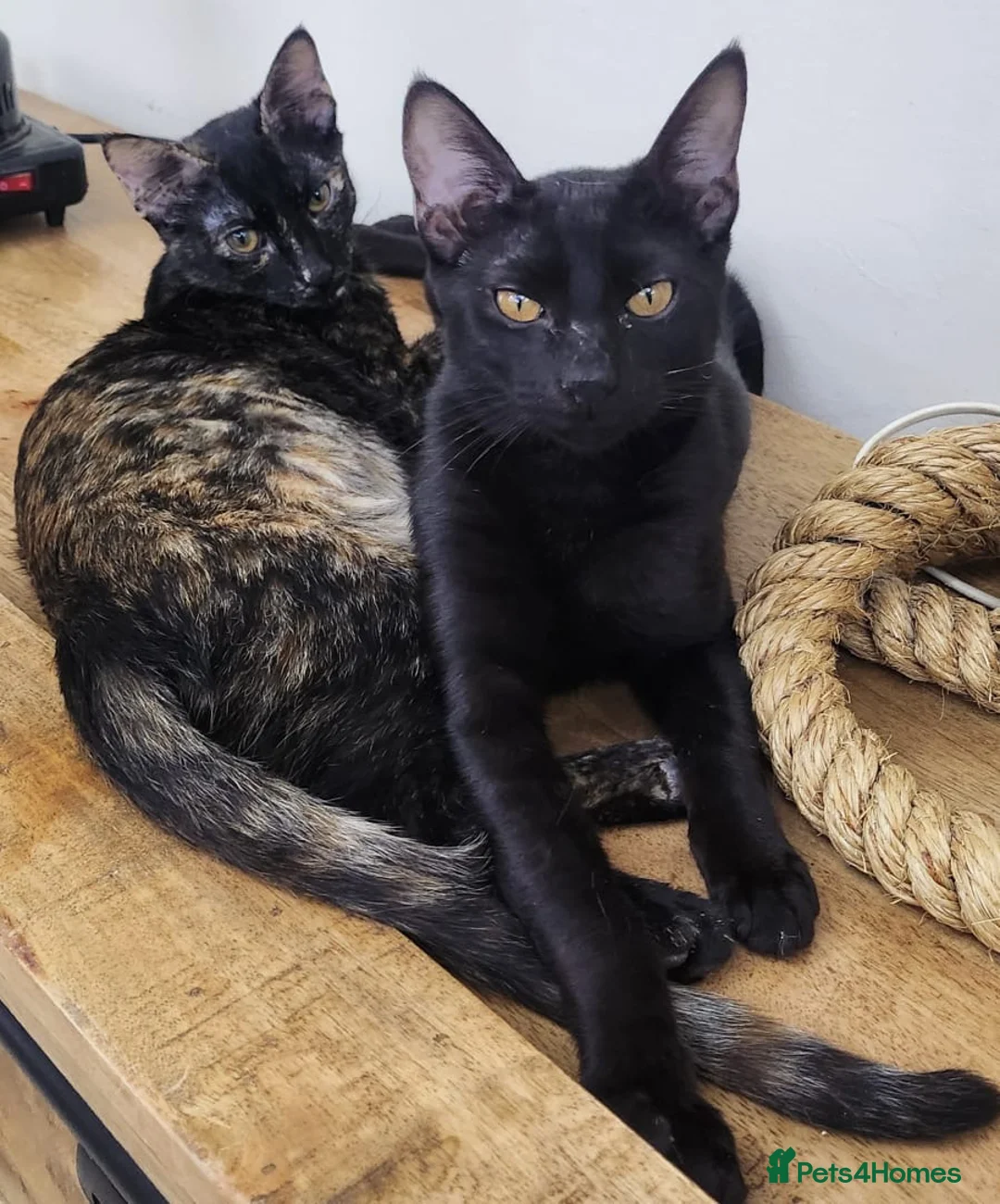 Domestic Shorthair cats for adoption: Tarzan - Advert 1