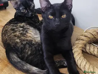 Domestic Shorthair cats Tarzan - Advert 1