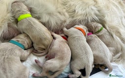 Golden Retriever dogs for sale: Golden retriever puppies  - Image 22