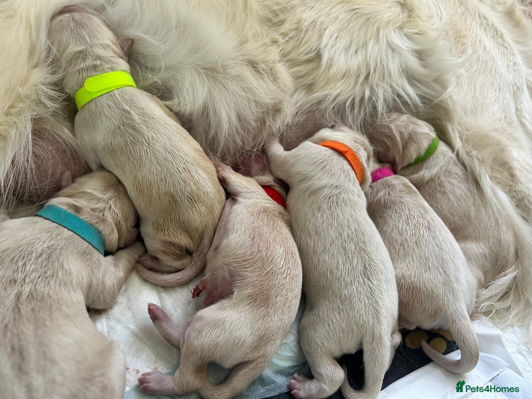 Golden Retriever dogs for sale: Golden retriever puppies  - Image 22