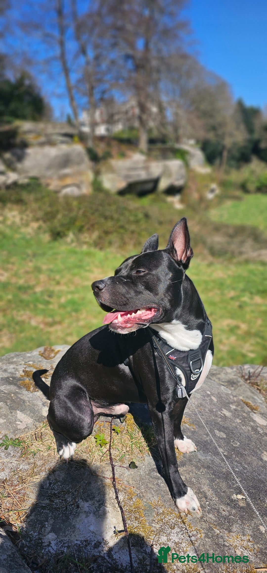 Mixed Breed dogs for stud: Dog for stud. American bully x cane corso - Advert 11