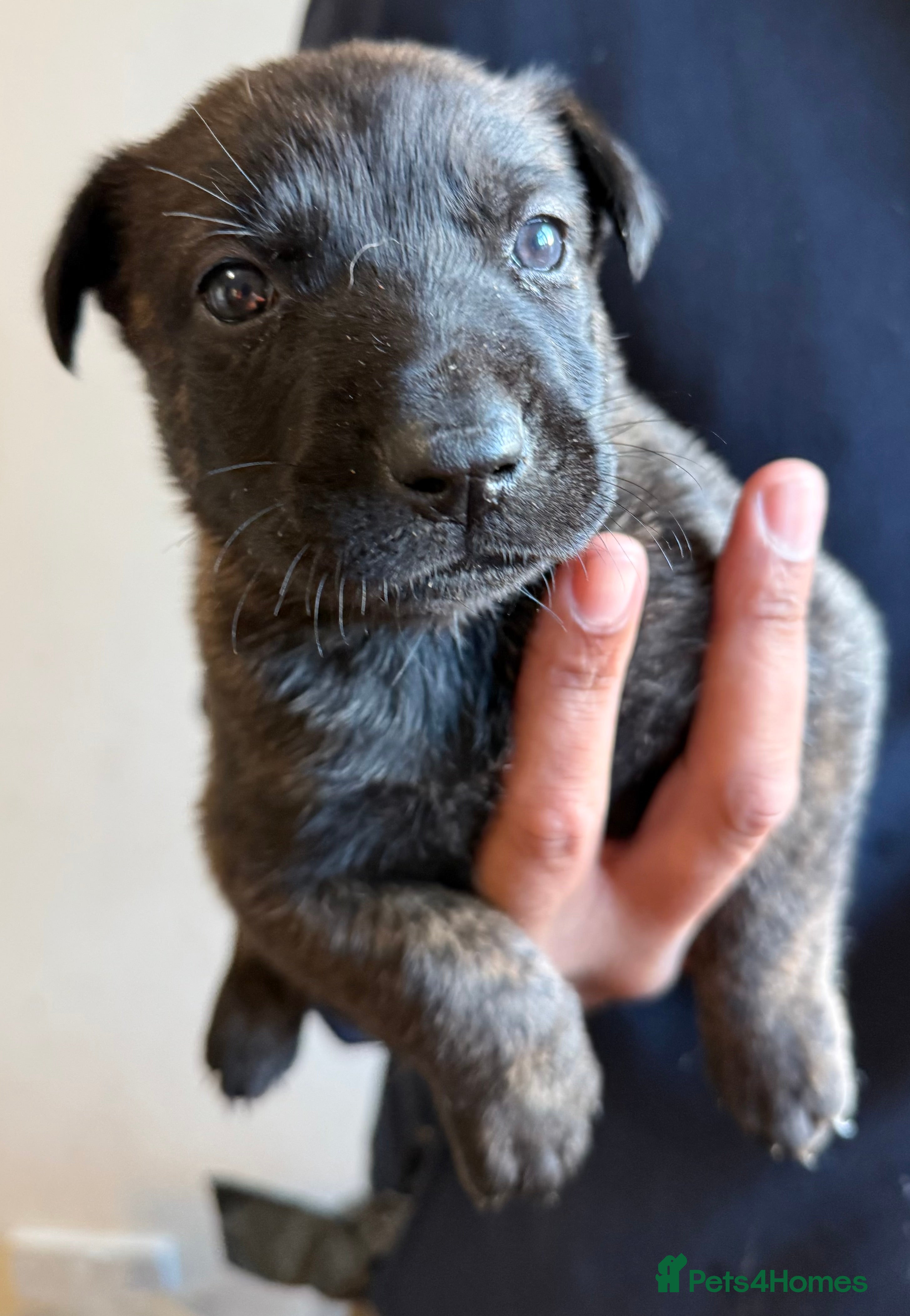 Belgian Shepherd Dog dogs Belgian Malinois Dutch shepherd pups 6 wks old - Advert 2