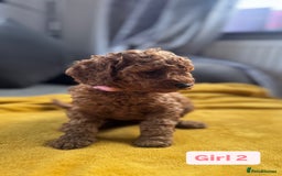 Miniature Poodle dogs for sale: Beautiful red miniature poodle KC Registered  - Image 16
