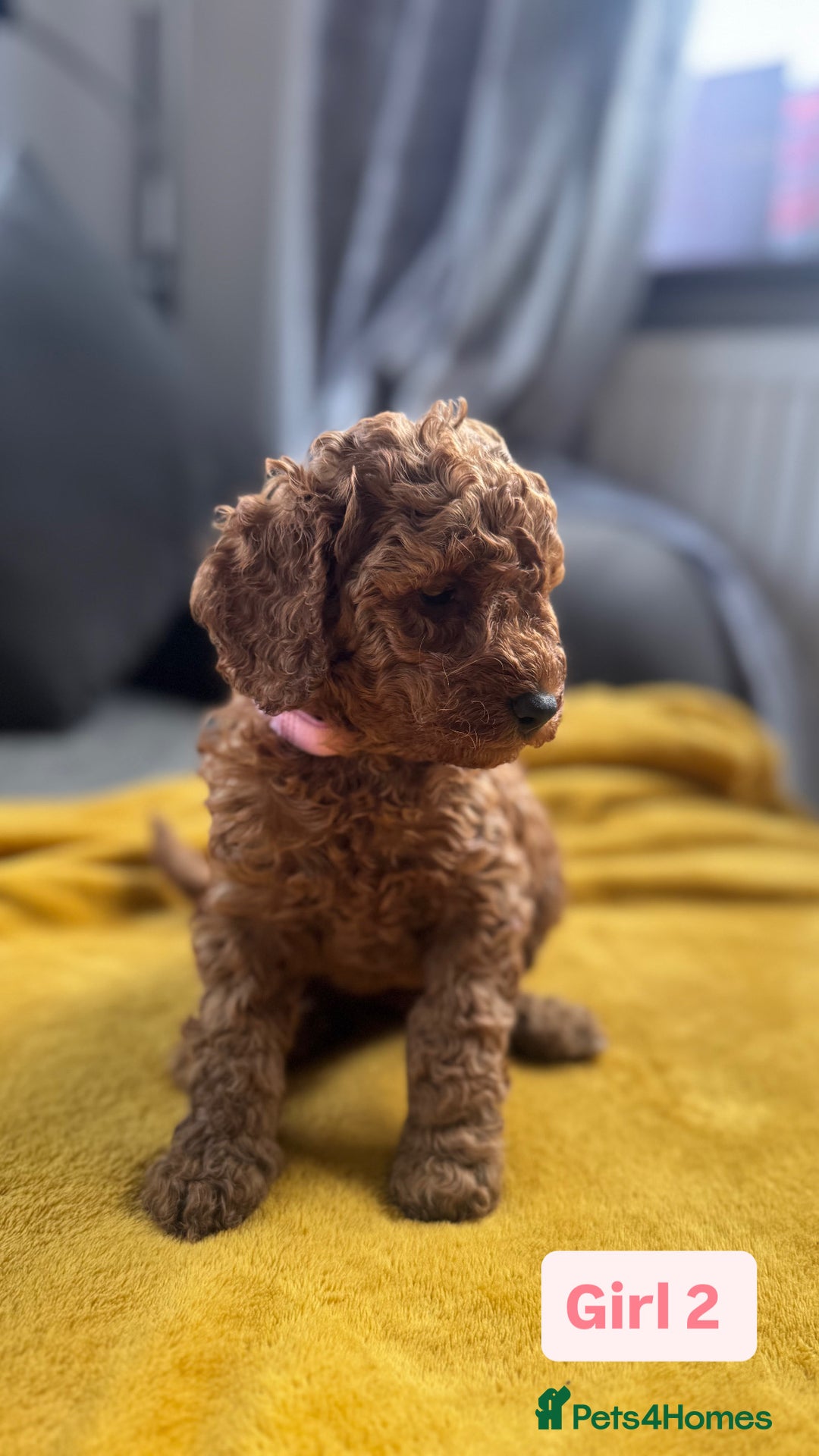 Miniature Poodle dogs for sale: Beautiful red miniature poodle KC Registered  - Image 16