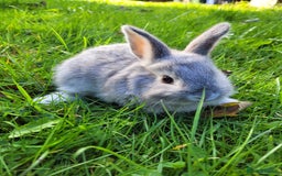 English Lop rabbits for sale: Baby Rabbits 9 available  - Image 7