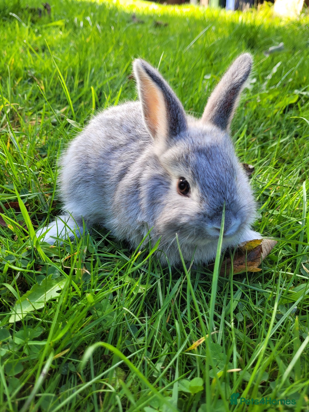 English Lop rabbits for sale: Baby Rabbits 9 available  - Image 7