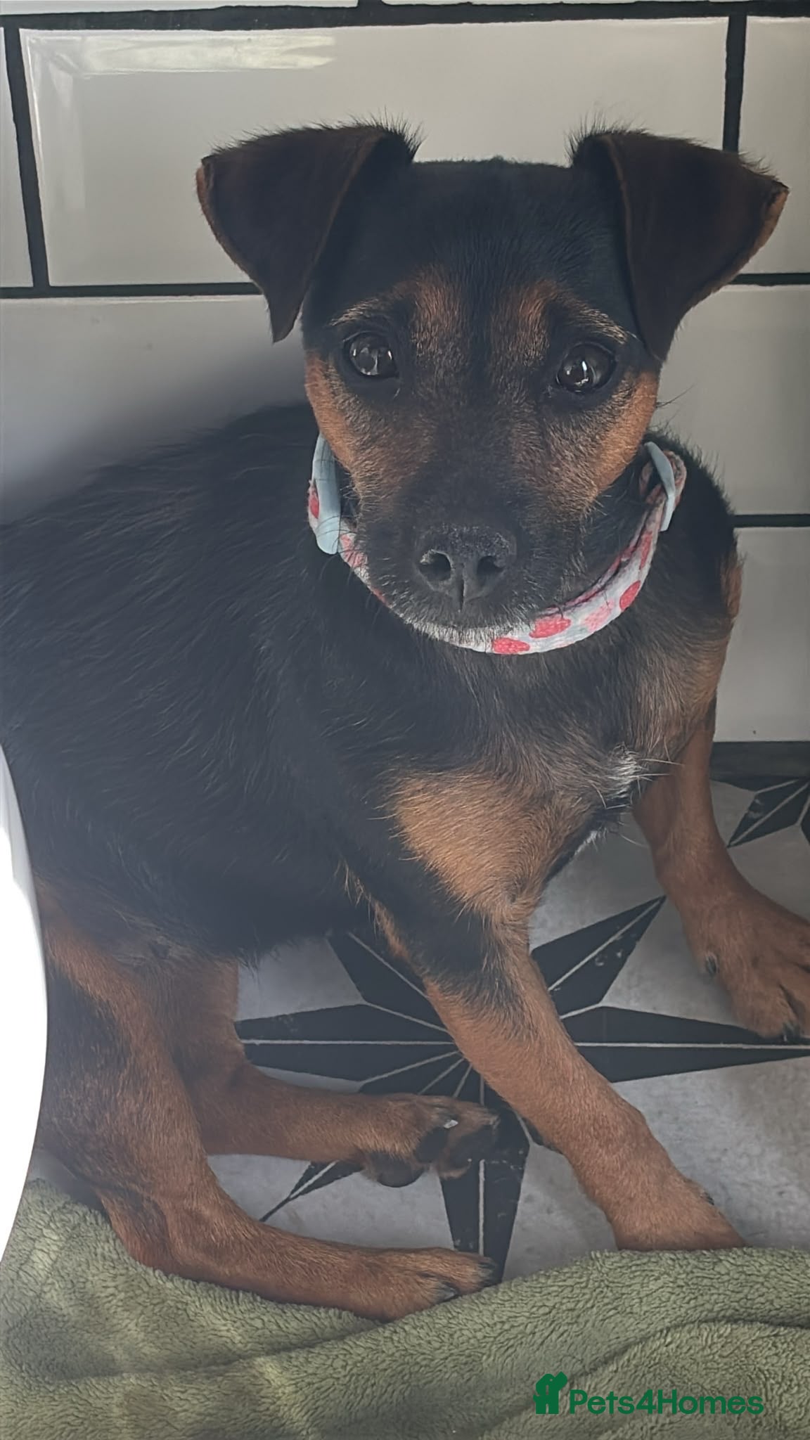 Jack Russell dogs 3 year old female jack Russell - Advert 12
