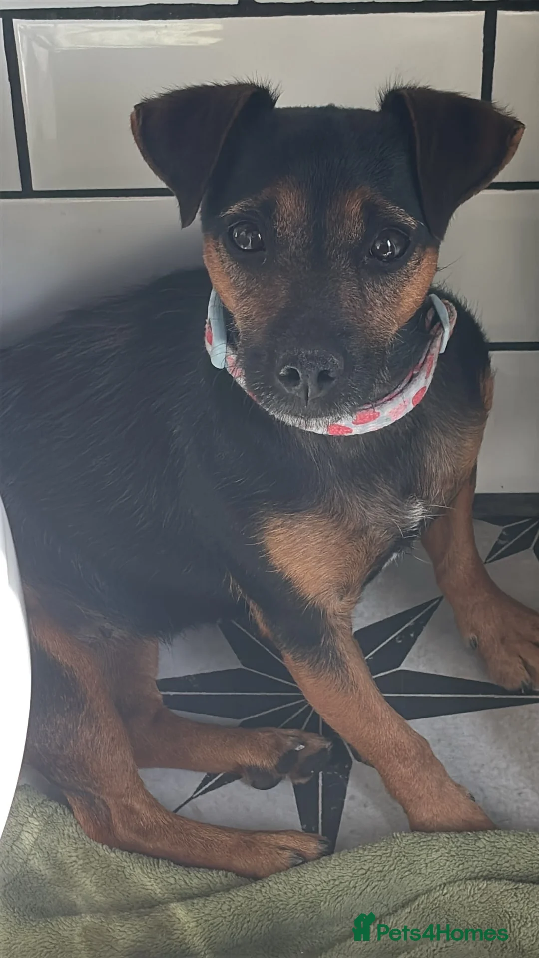 Jack Russell dogs for sale: 3 year old female jack Russell in Gravesend - Advert 1