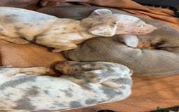 Miniature Dachshund dogs for sale: Beautiful litter of puppy’s  - Image 2