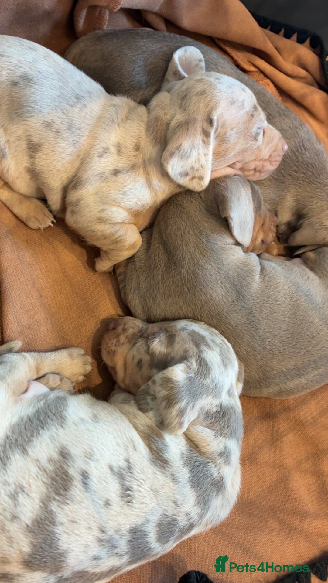 Miniature Dachshund dogs for sale: Beautiful litter of puppy’s  - Image 2