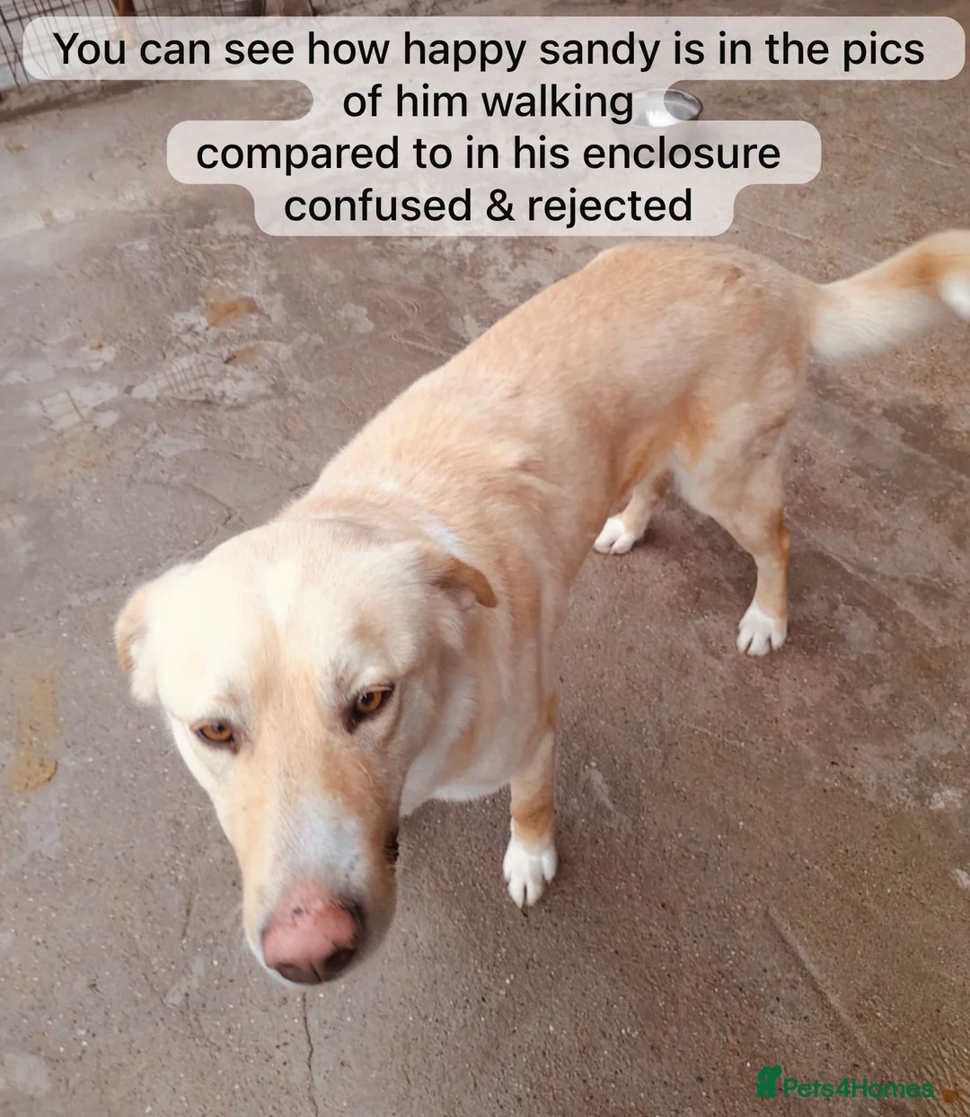 Mixed Breed dogs for adoption: Sandy, 3 yrs approx. Available for adoption. - Advert 6