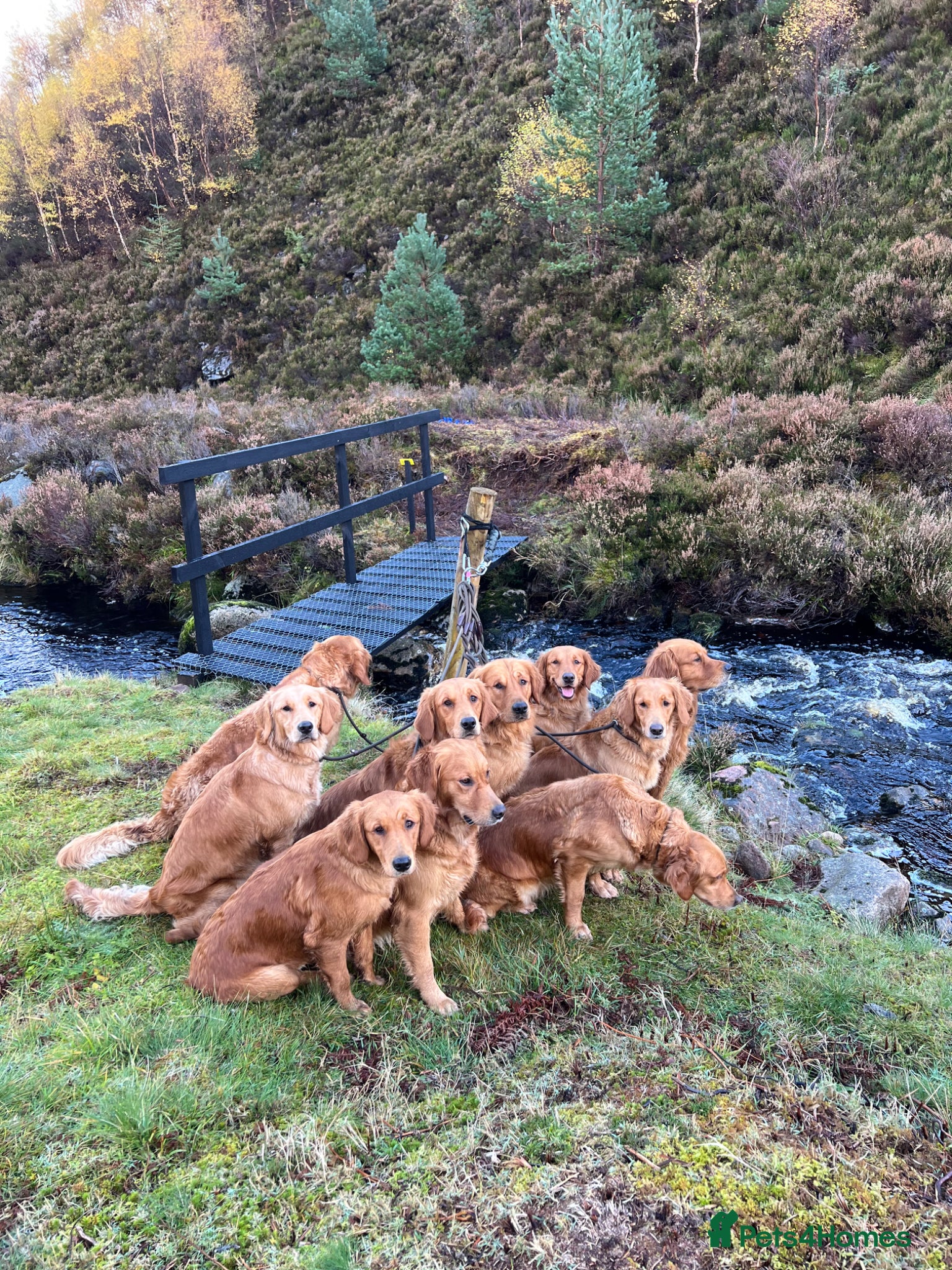 Golden Retriever dogs for sale: Tundra Retriever KC Fox Red Golden Retriever Pups - Advert 13