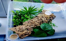 Gecko reptiles for sale: Crested  - Image 6