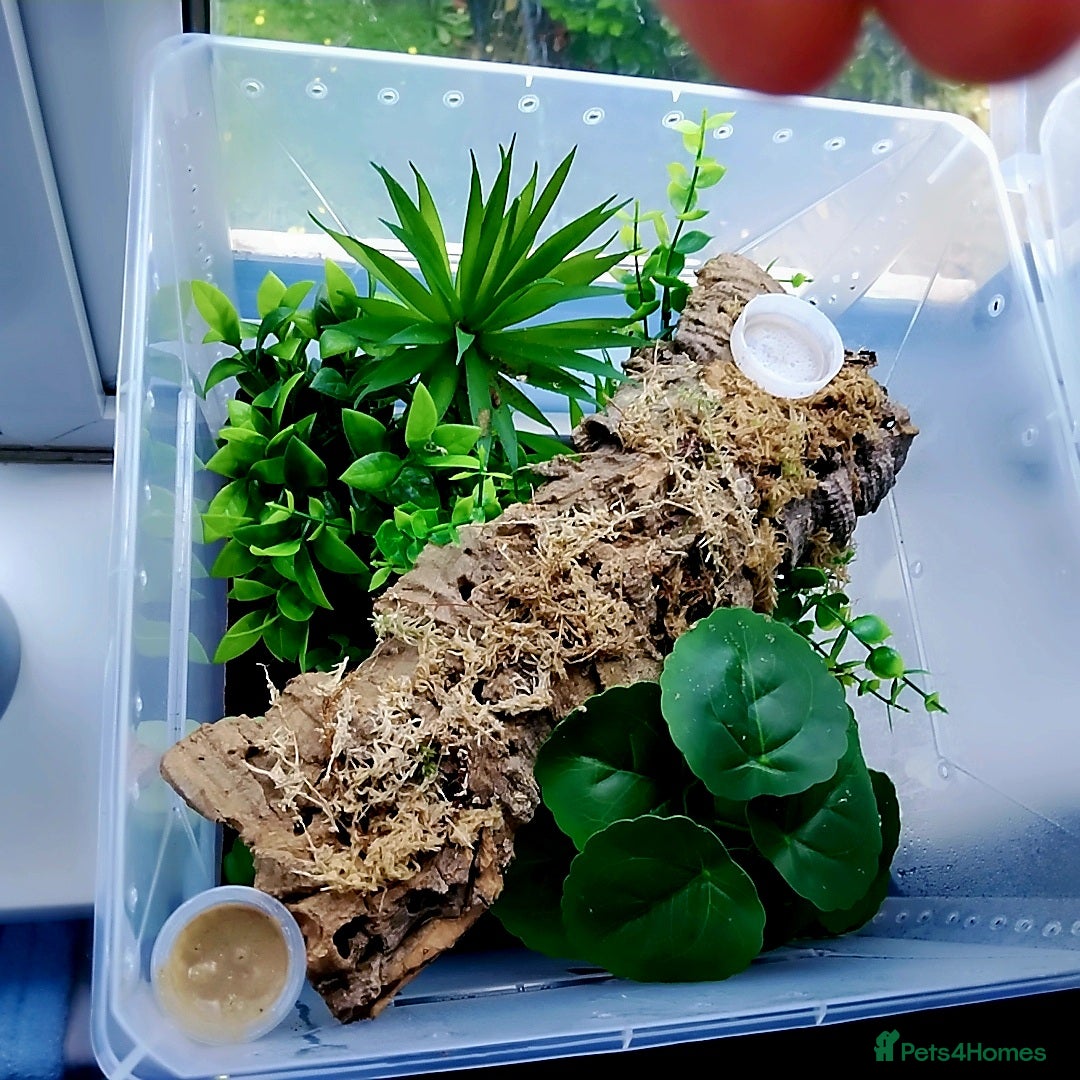 Gecko reptiles for sale: Crested  - Image 6