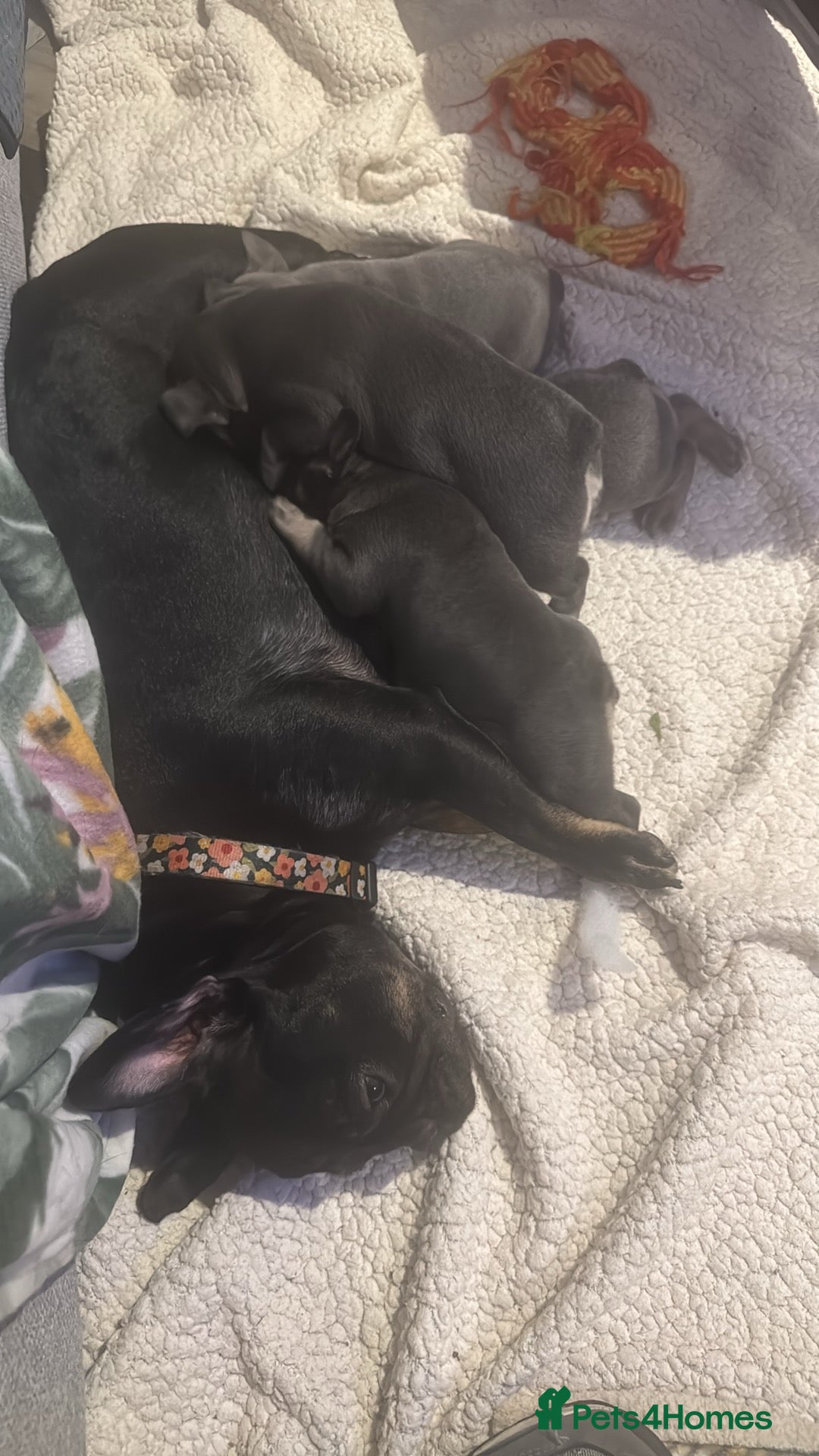 French Bulldog dogs for sale: French Bulldog Puppies - Advert 17