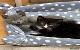 Mixed Breed cats for sale: Mix bread  - Image 5