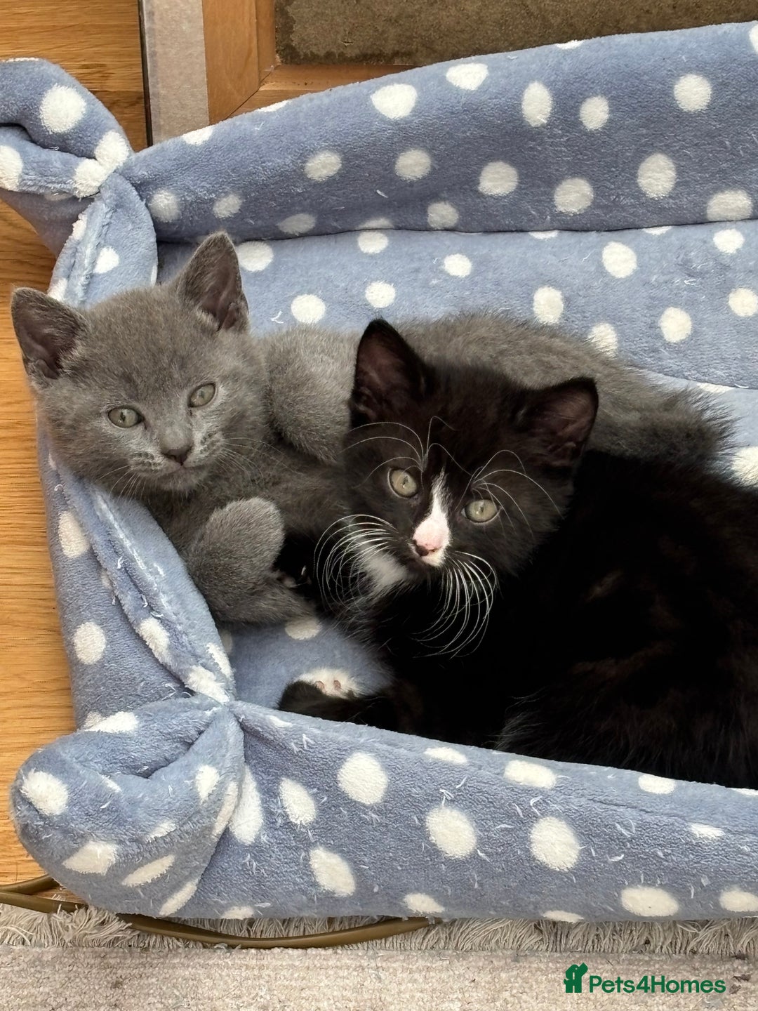 Mixed Breed cats for sale: Mix bread  - Image 5