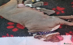 English Bulldog dogs for sale: English bulldog pups for sale  - Image 34