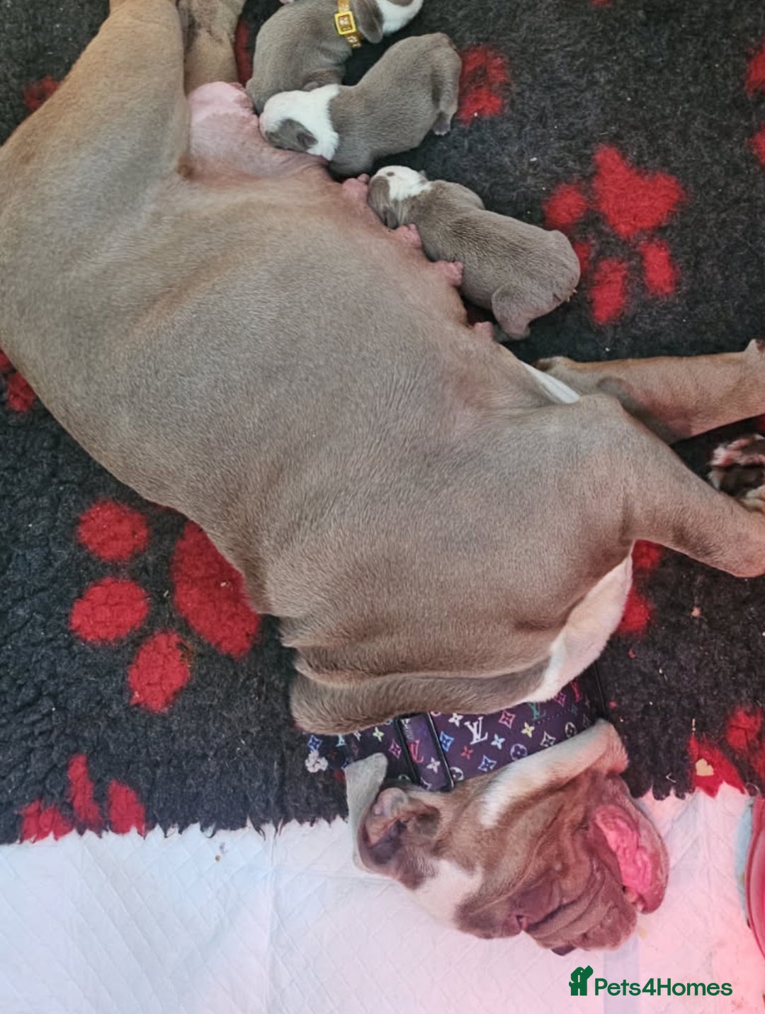 English Bulldog dogs for sale: English bulldog pups for sale  - Image 34