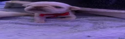 Pug dogs for sale: Beautiful white pug puppies - Advert 12