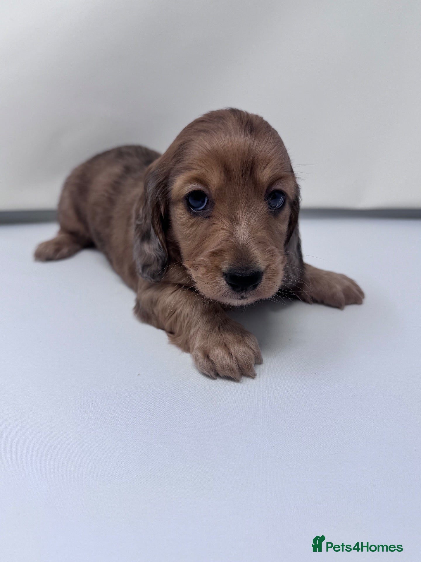 Miniature Dachshund dogs Beautiful long hairs mini dachunds  - Advert 13
