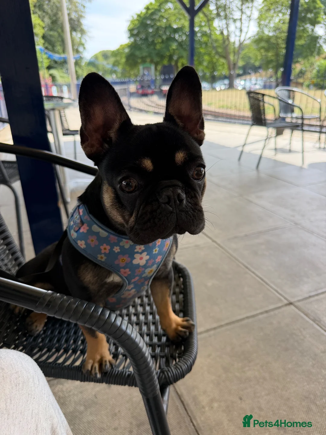 French Bulldog dogs for sale: 10 month old Frenchie🤎 in Scarborough - Advert 2