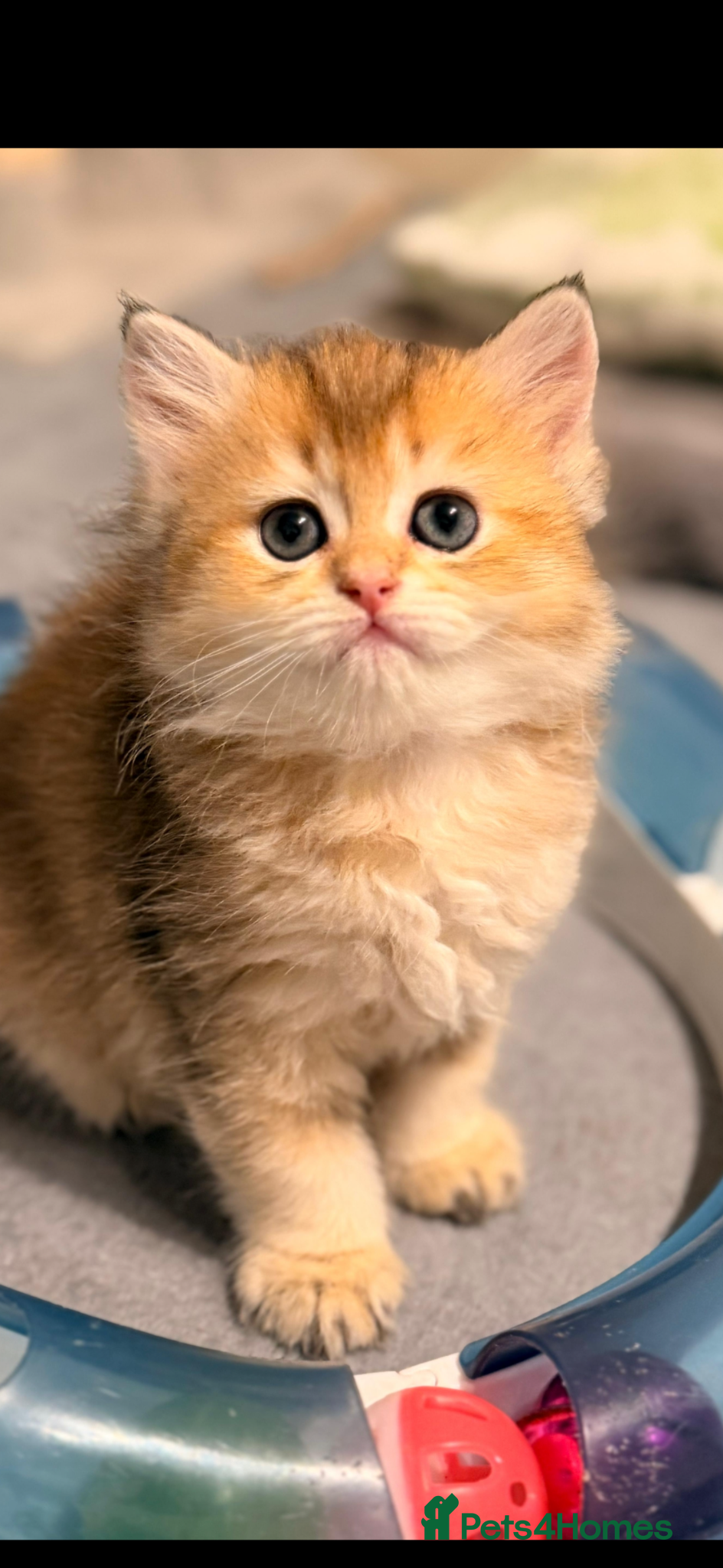 Scottish Fold cats purebred Scottish Straight kittens - Advert 2