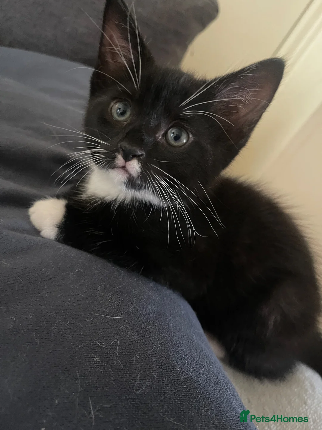 Mixed Breed cats for sale: Beautiful fluffy tuxedo male cat - Advert 1
