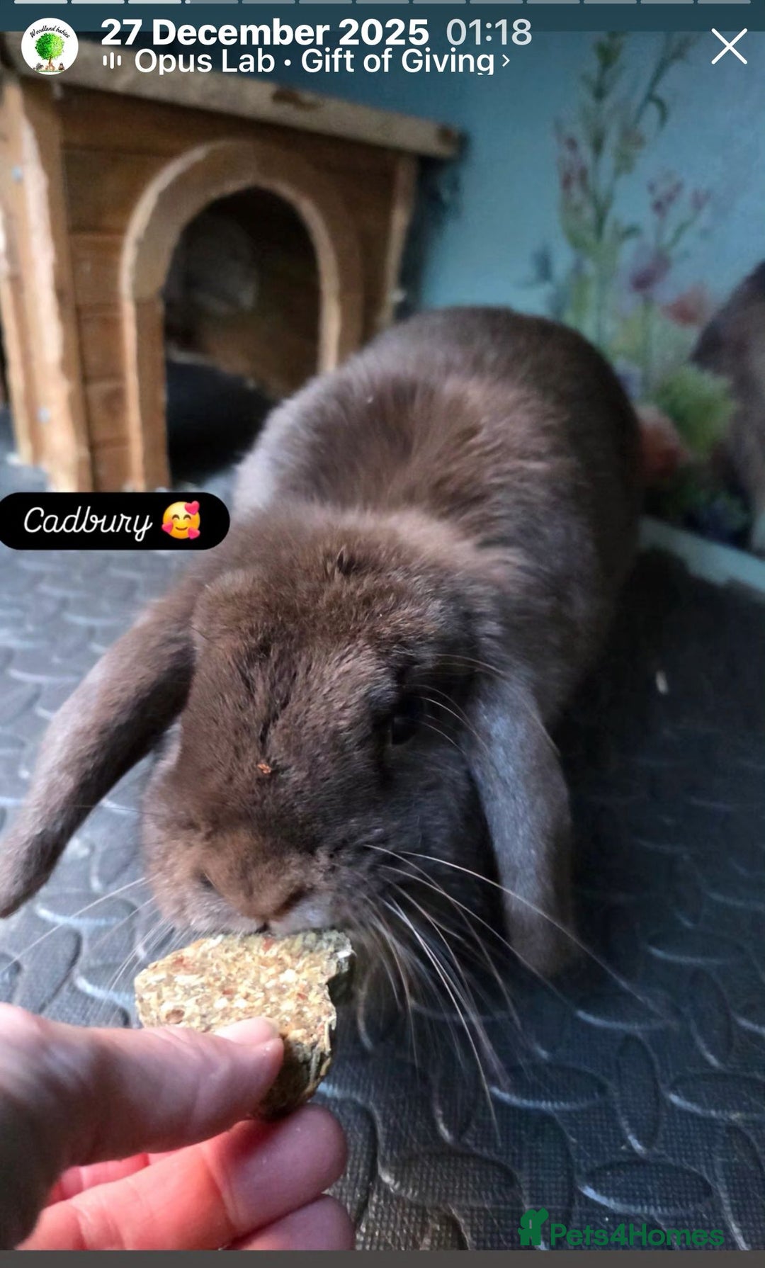 Mini Lop rabbits for sale: Mini Lop Rabbit Doe Female Chocolate Bunny  - Advert 3