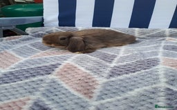 Mini Lop rabbits for sale: Mini lops boys ready to leave  - Image 11