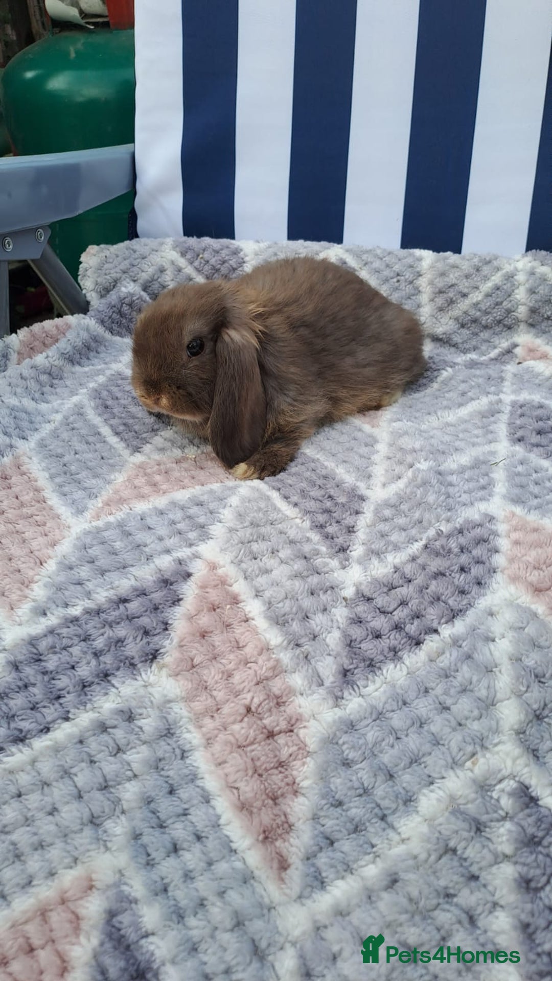 Mini Lop rabbits for sale: Mini lops boys ready to leave  - Image 11