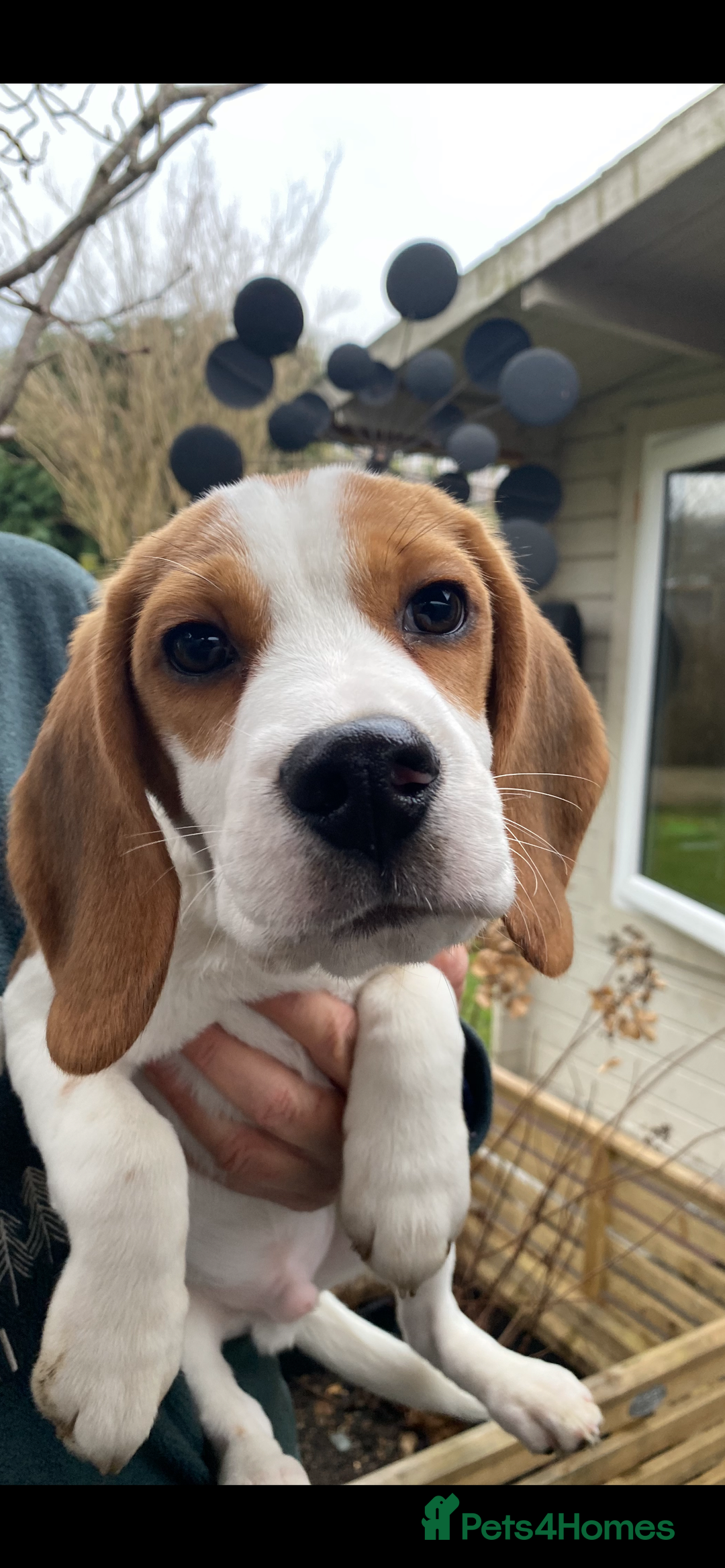 Beagle dogs for sale: Pedigree KC Registered Male Beagle Puppy - Advert 1