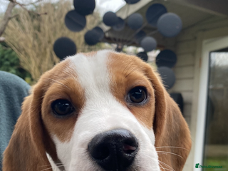 Beagle dogs Pedigree KC Registered Male Beagle Puppy - Advert 1