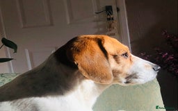 Beagle dogs for adoption: Poppy Beagle for adoption - Image 1