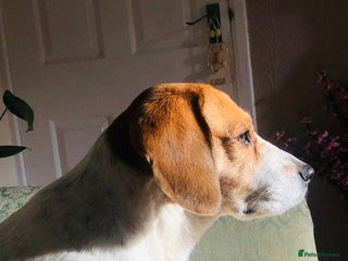 Beagle dogs - Advert 1