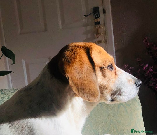 Beagle dogs - Advert 1